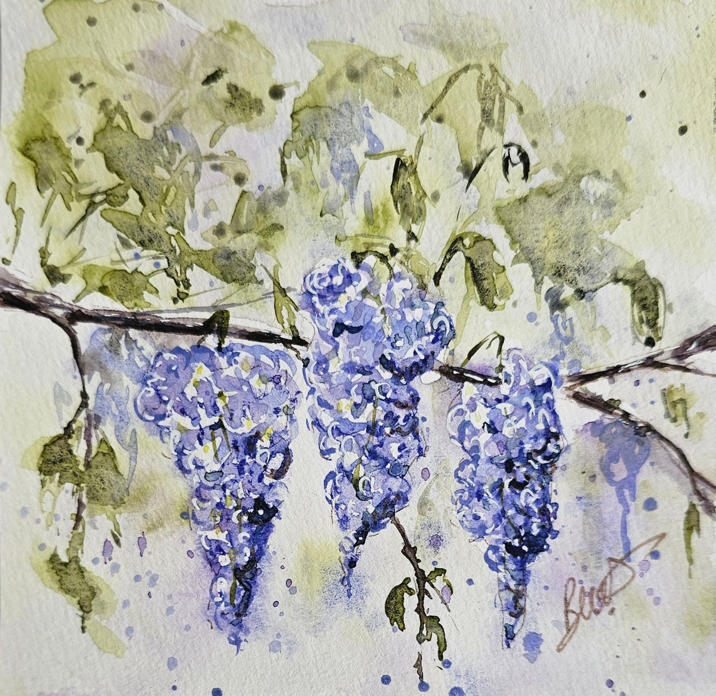 La petite glycine