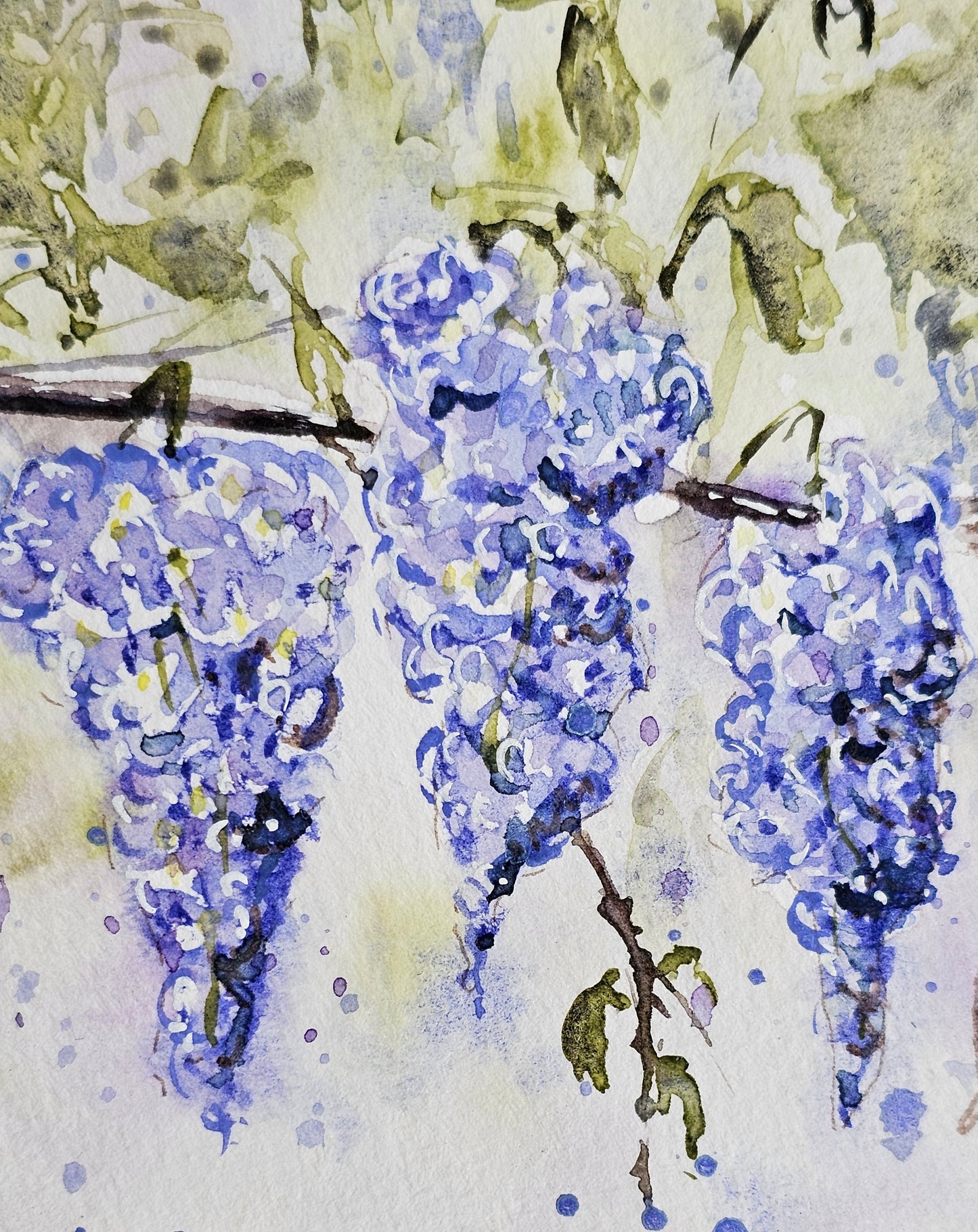 La petite glycine
