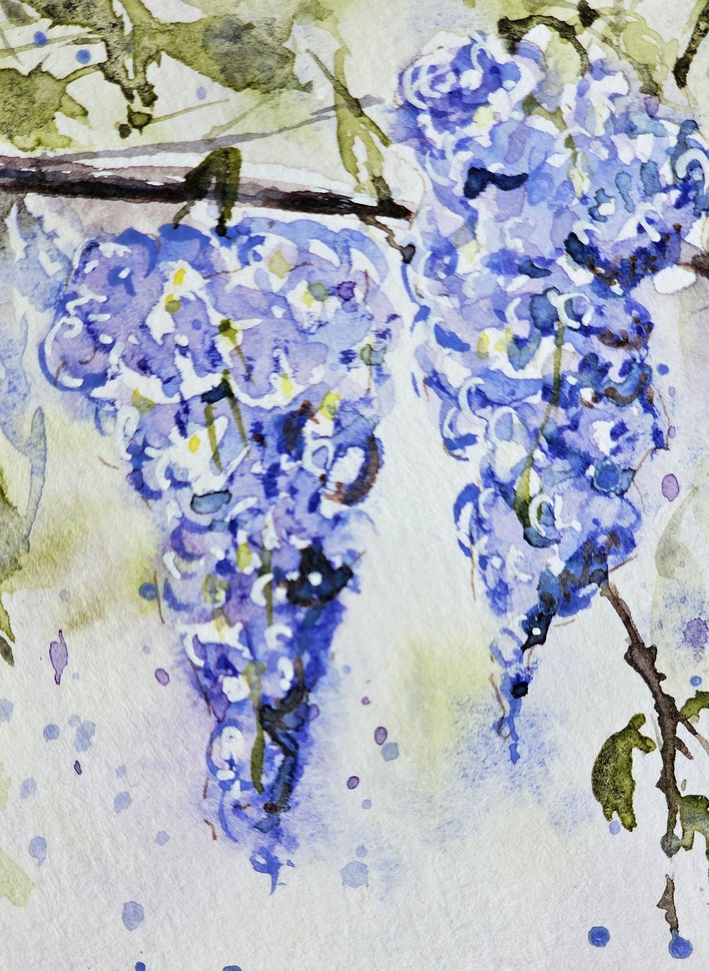 La petite glycine