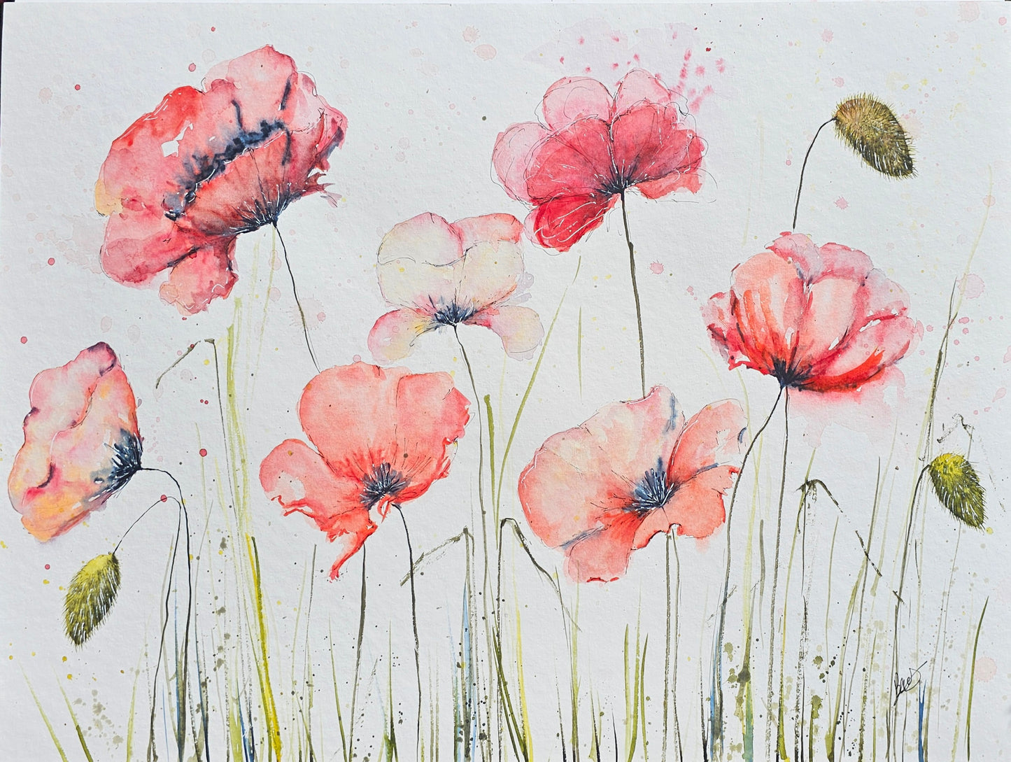 BIG POPPYS