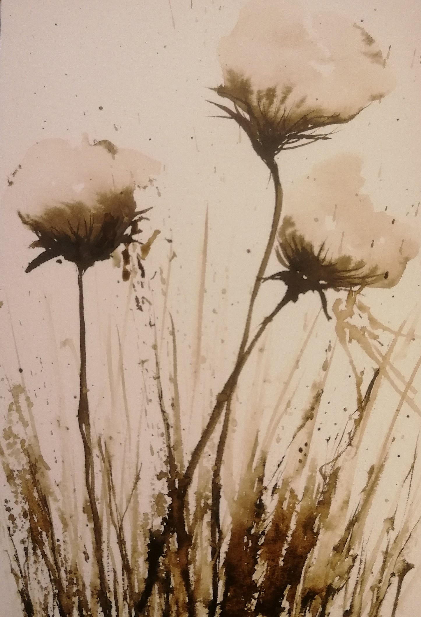 Les fleurs de coton première