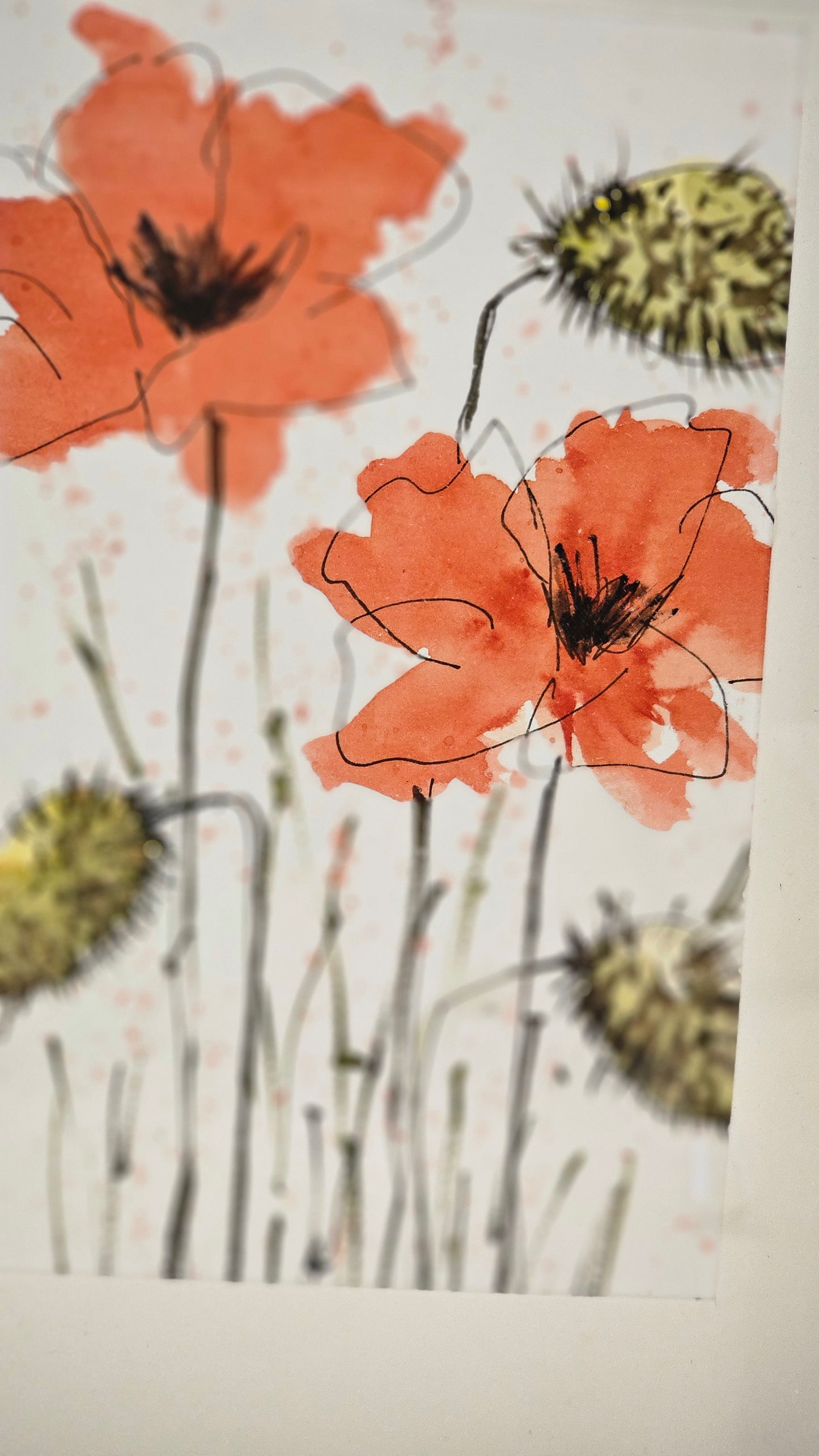 Les coquelicots