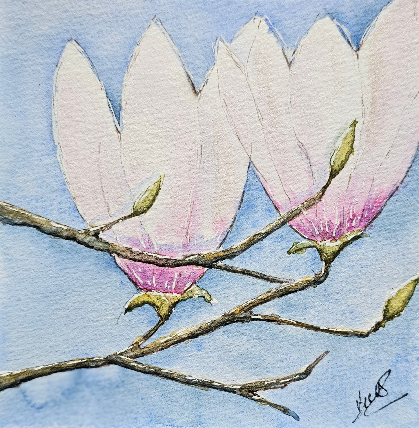 Magnolia