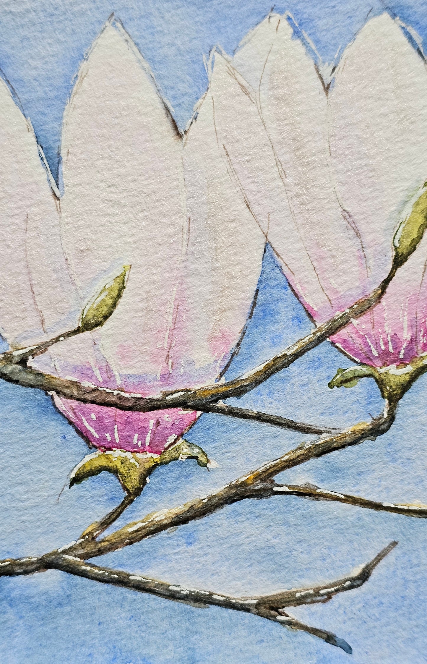 Magnolia