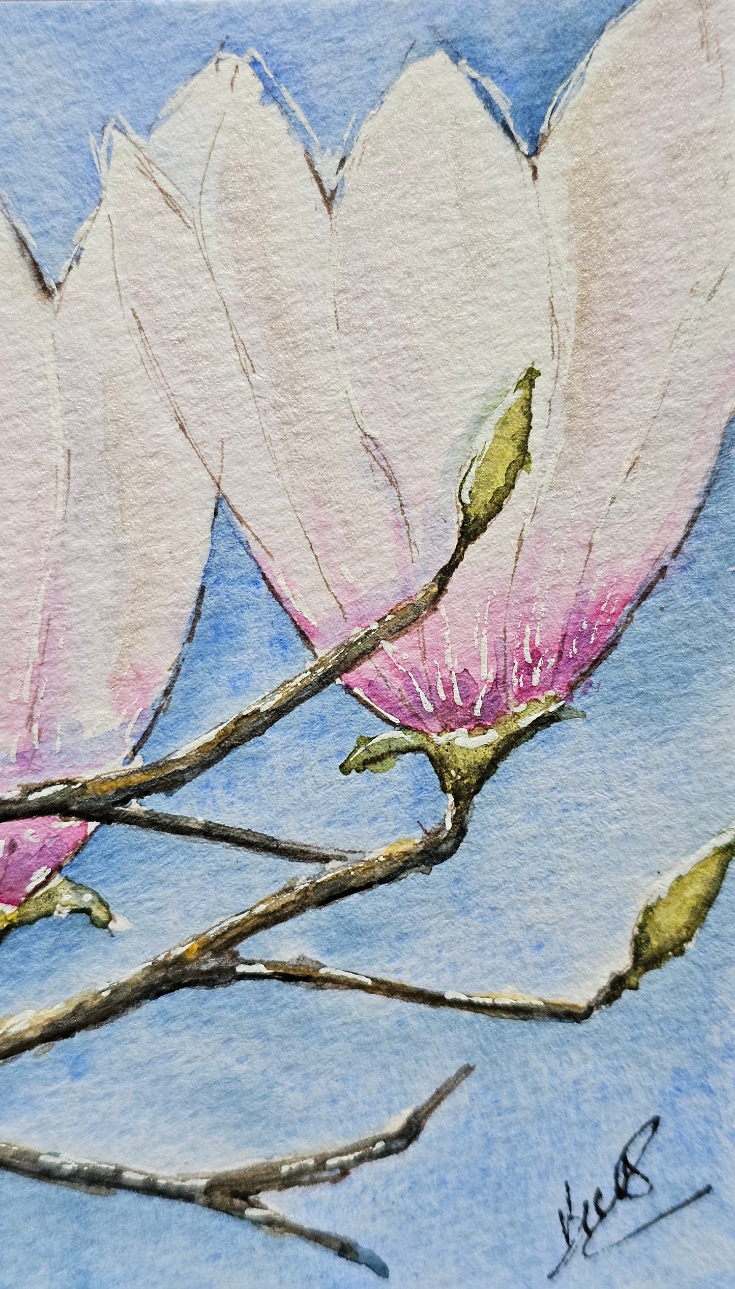 Magnolia
