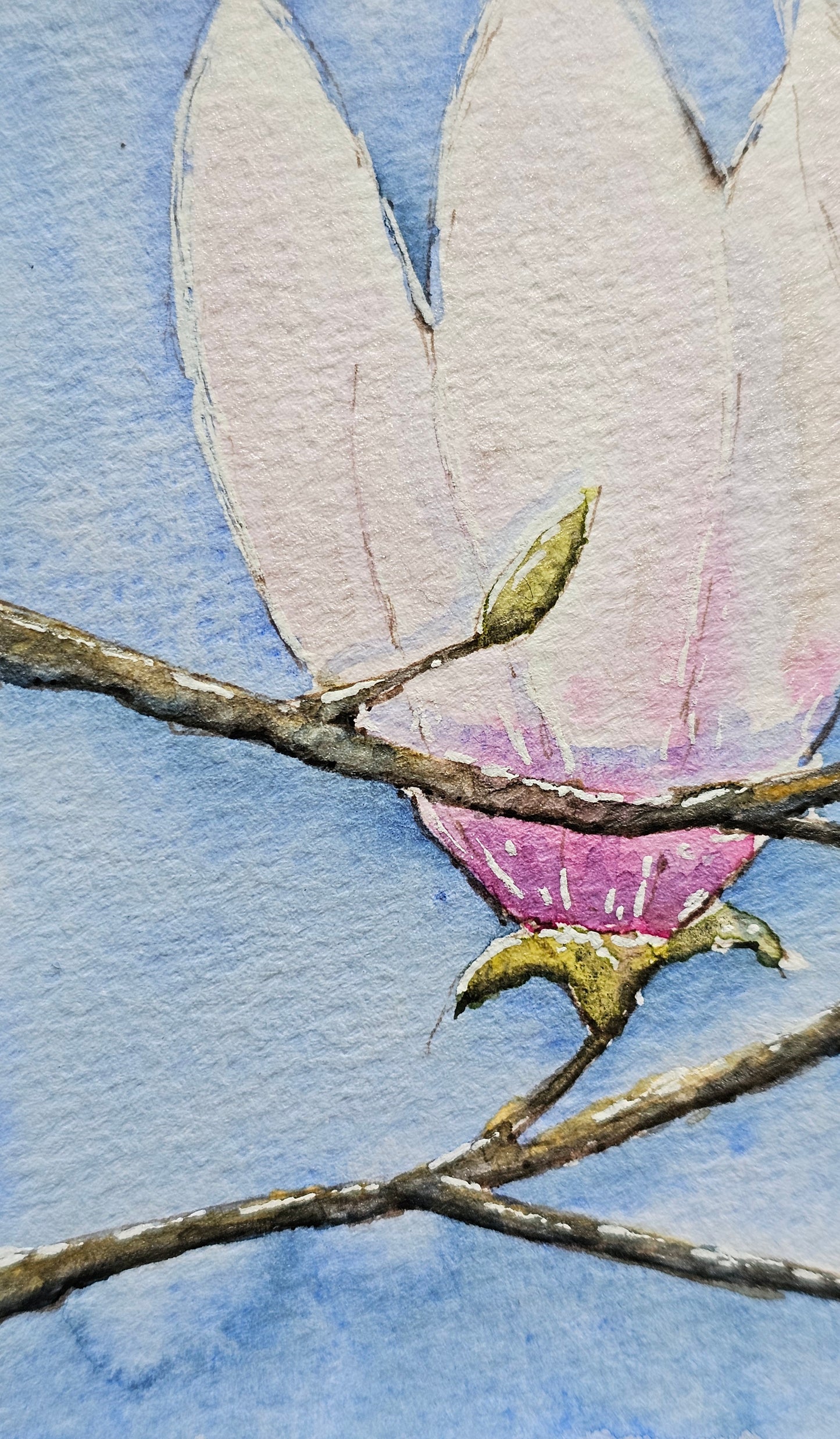 Magnolia
