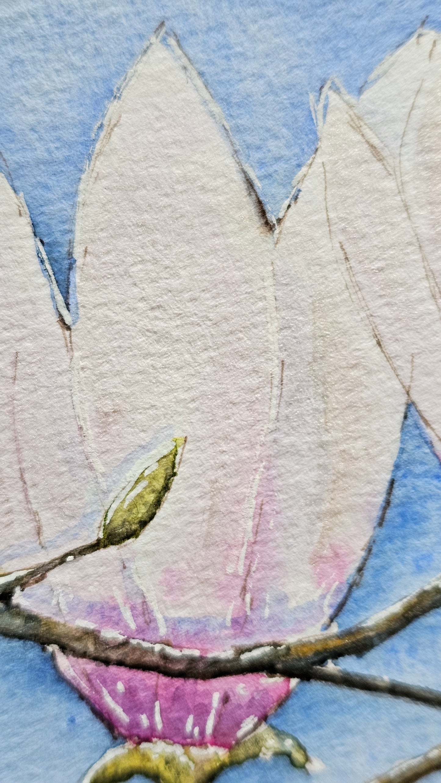 Magnolia