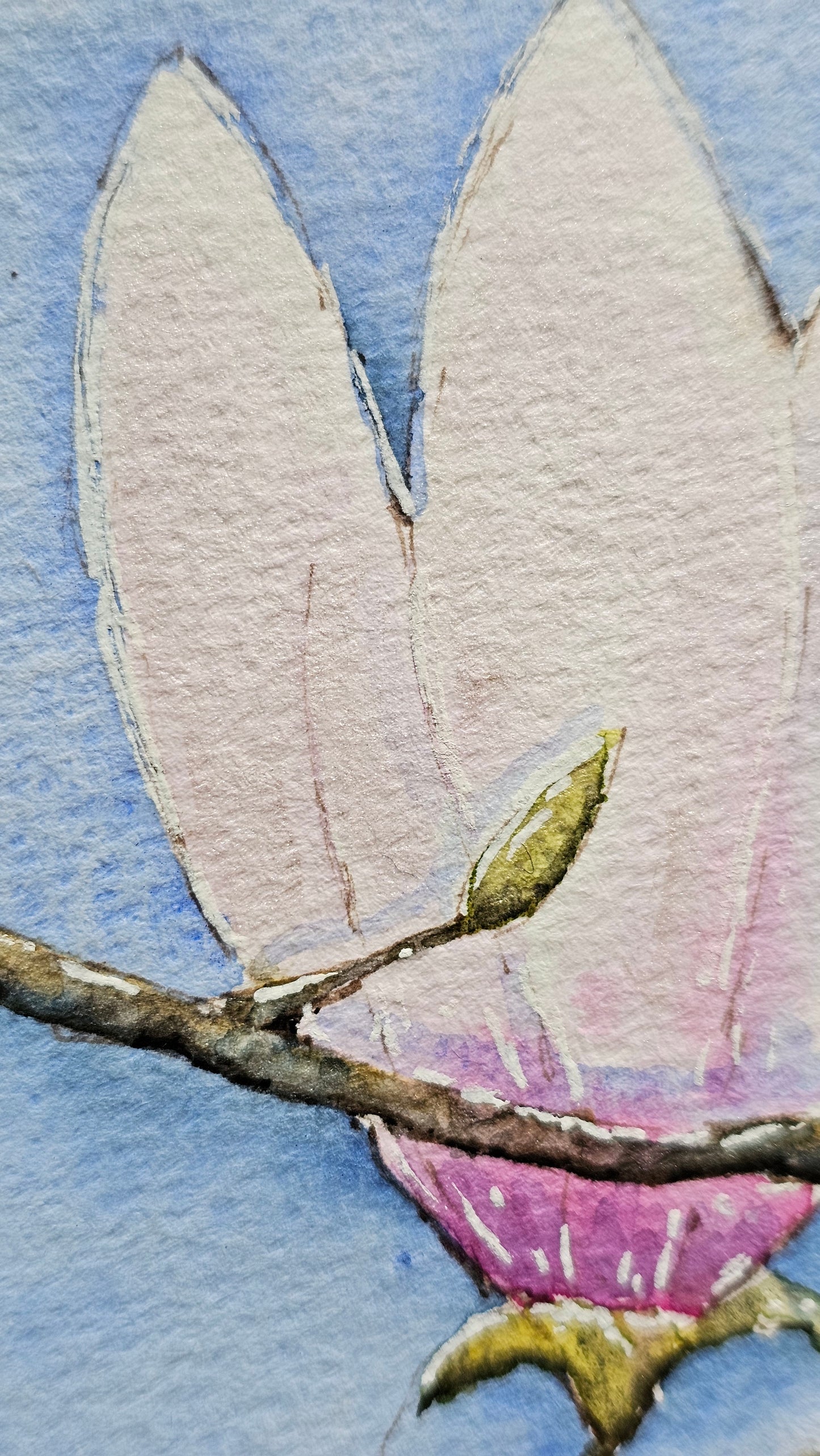 Magnolia