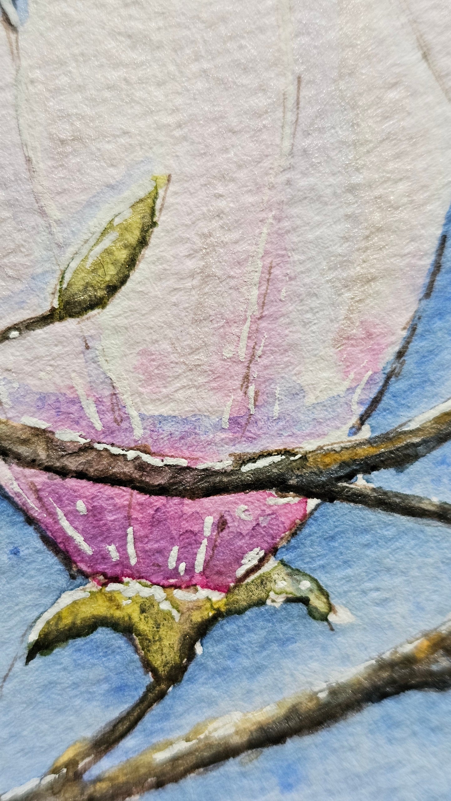 Magnolia