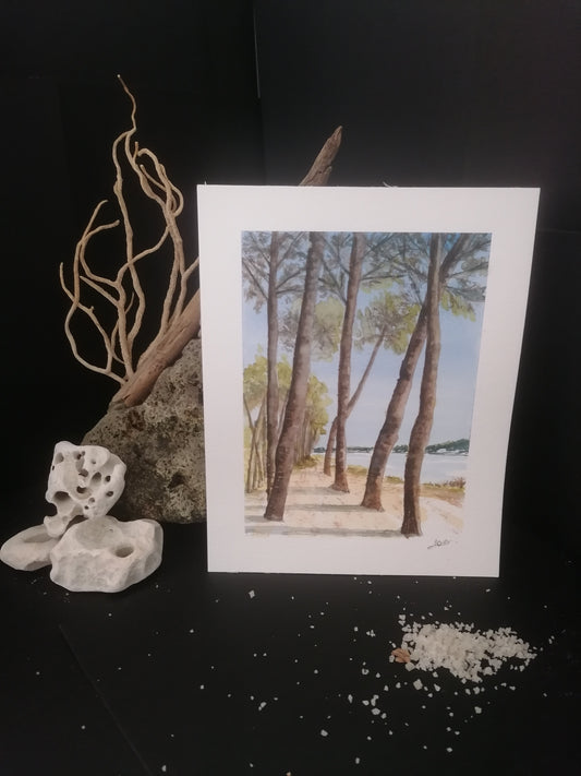 Les pins sur le lac d'Hossegor