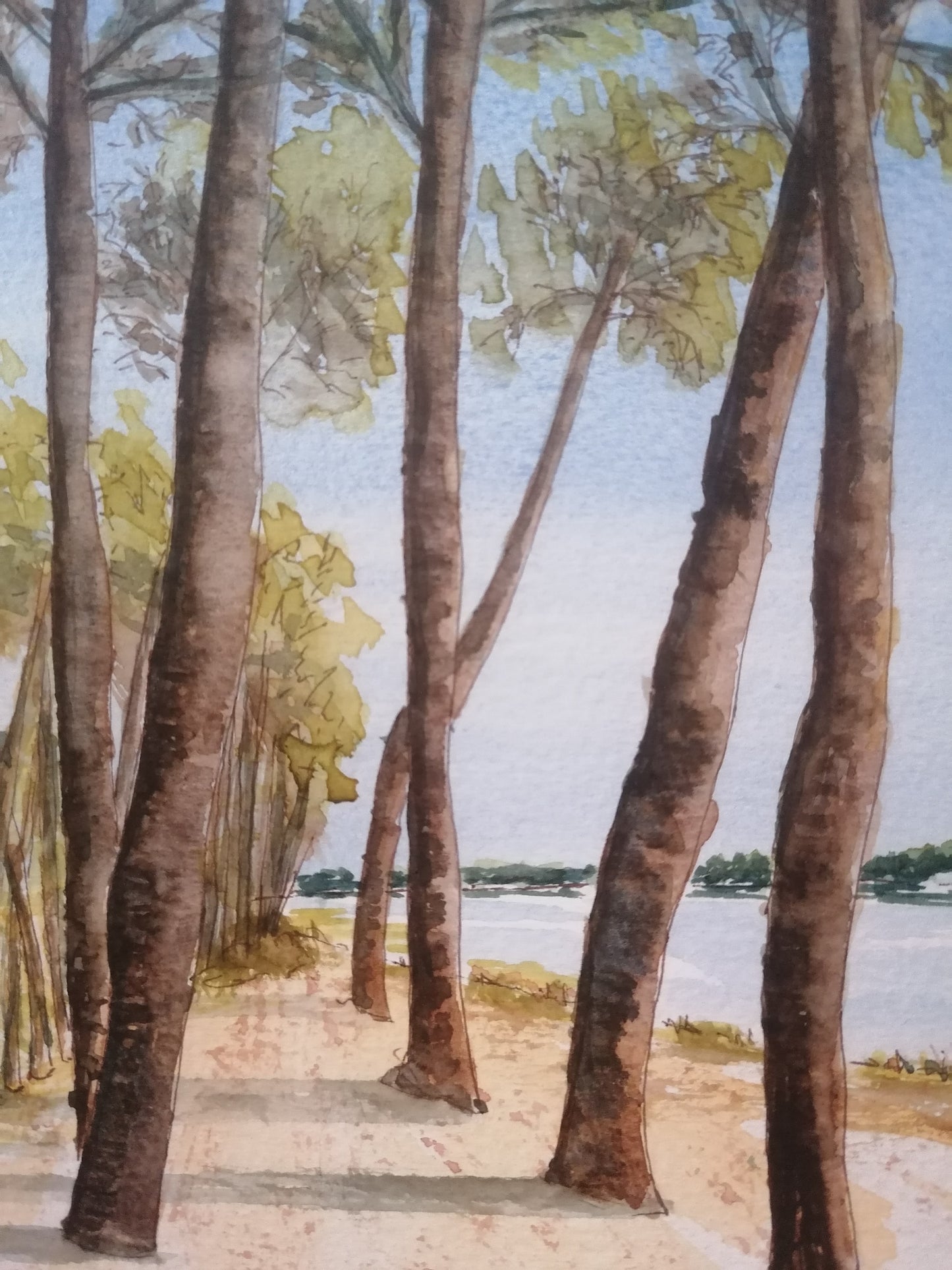 Les pins sur le lac d'Hossegor