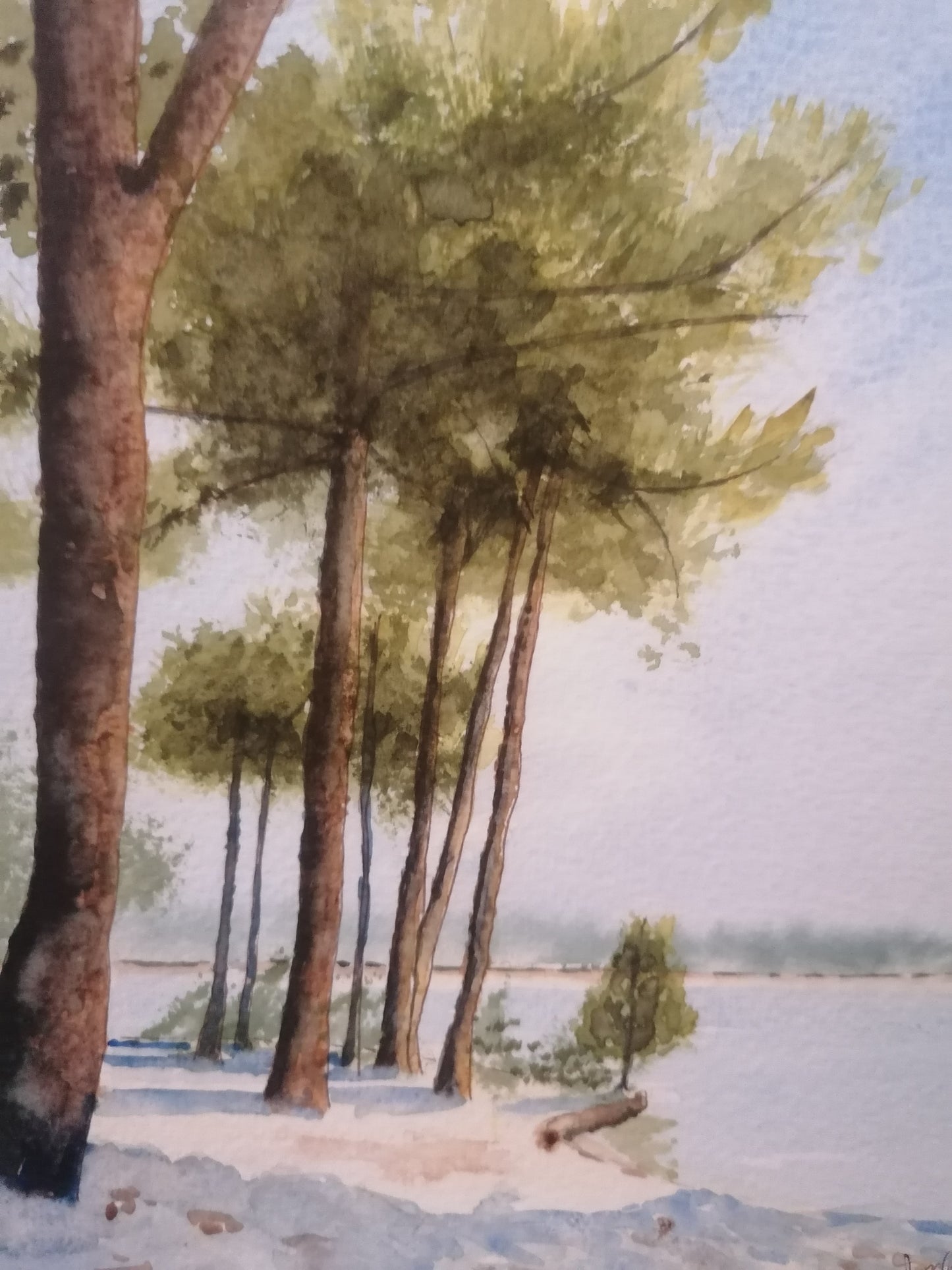 Les pins du Cap Ferret