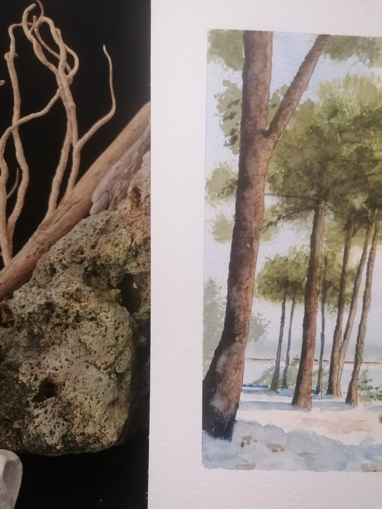 Les pins du Cap Ferret