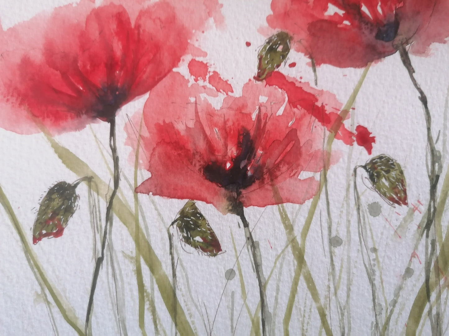 Les coquelicots du mois d'avril