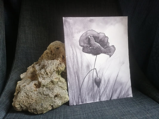 Le coquelicot de mai