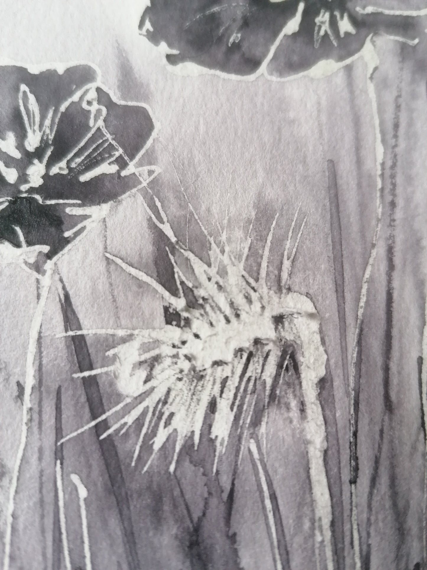 Le coquelicot en négatif