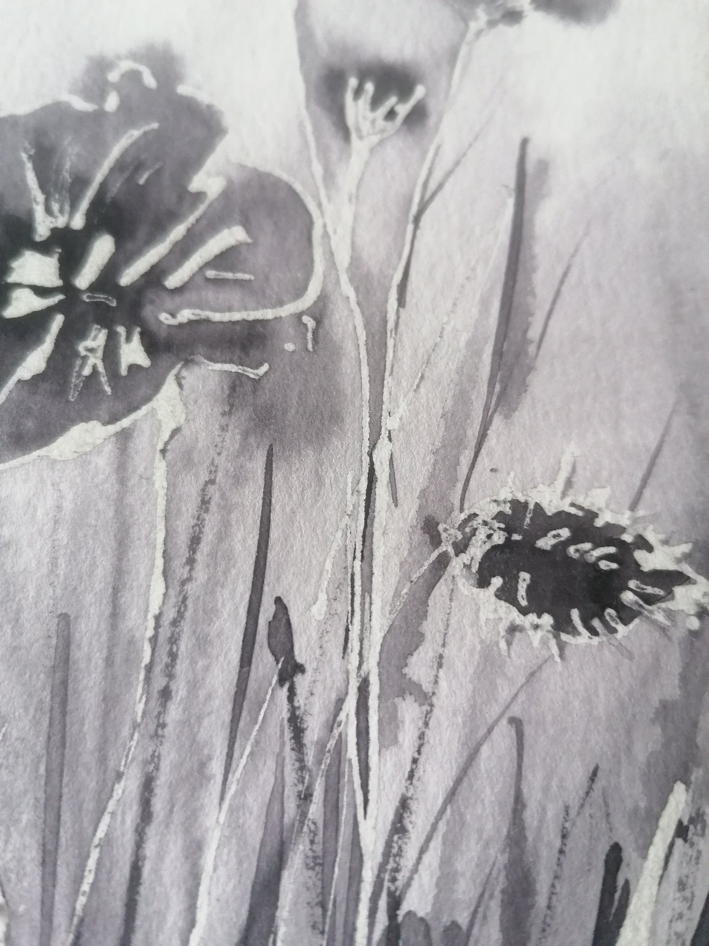 Le coquelicot en négatif