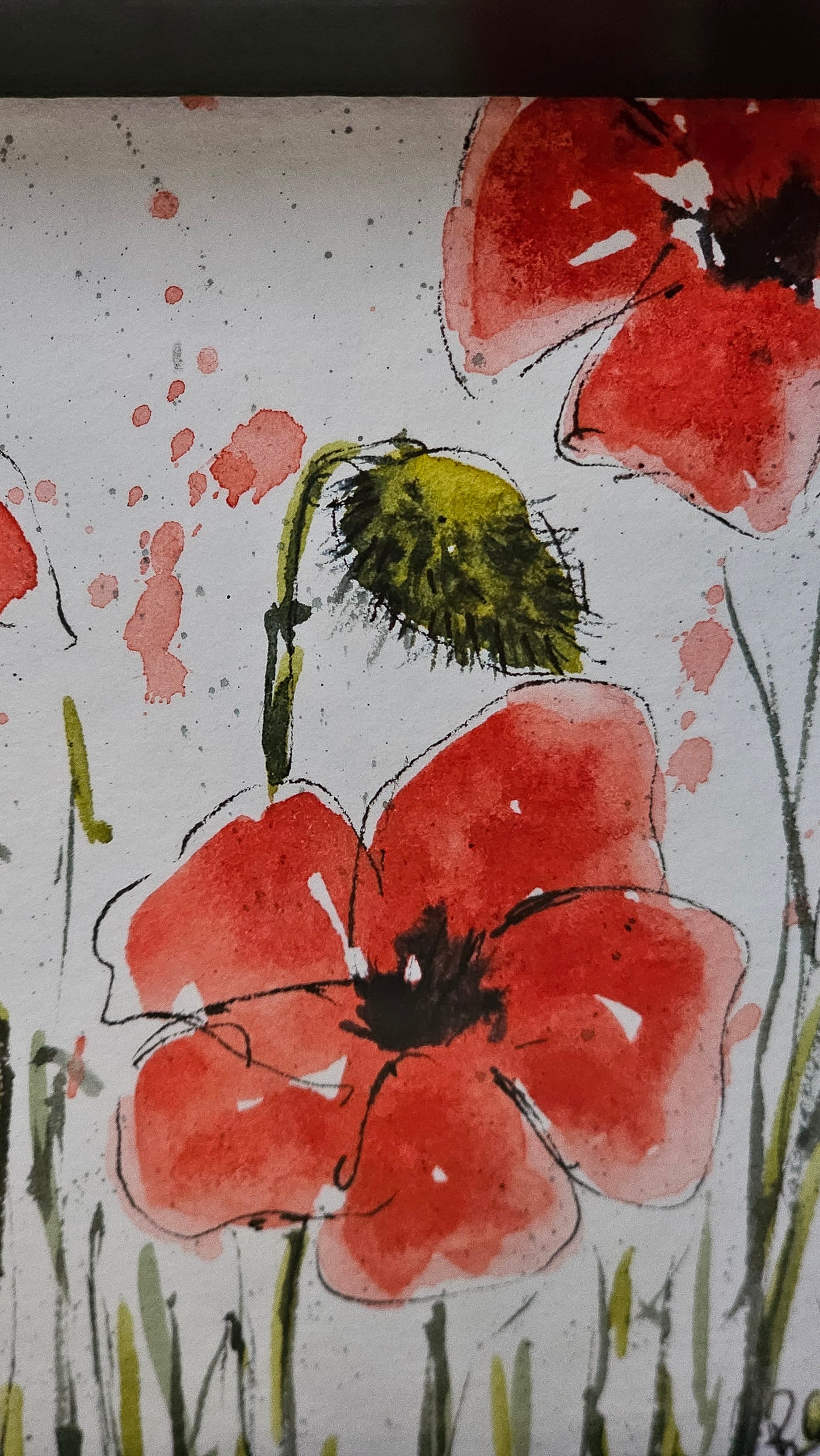 Coquelicots